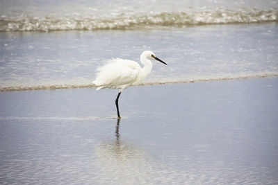 White heron perching on lake