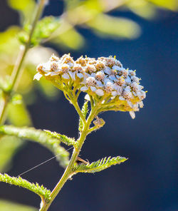 Close-up of fresh flowers