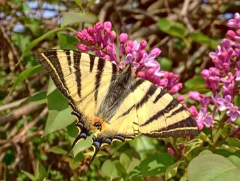 Close-up of butterfly perching on flower