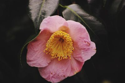 Close-up of pink flower blooming in forest