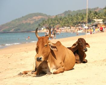 Cows relaxing at beach