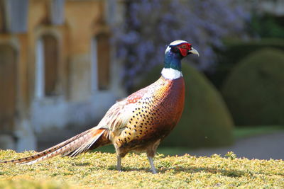 Close-up of bird