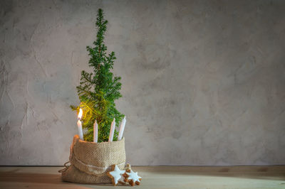 Potted plant against wall