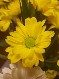 Close-up of yellow flowers blooming outdoors