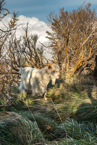 View of a dog on field