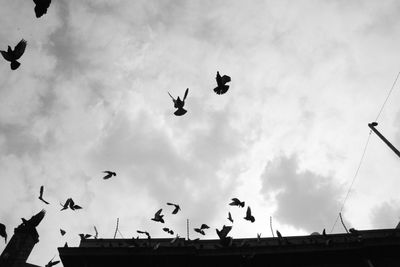 Low angle view of silhouette birds flying against sky
