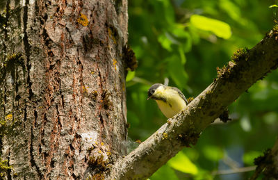 Close-up of bird perching on tree trunk