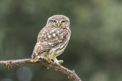 Close-up portrait of owl perching on branch