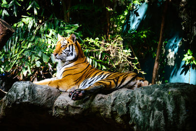 Cat relaxing on rock in zoo