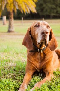 Close-up of dog sitting on field