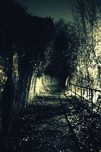 Road passing through trees at night