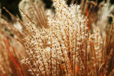 Close-up of wheat field