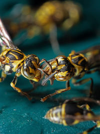 Close-up of bee