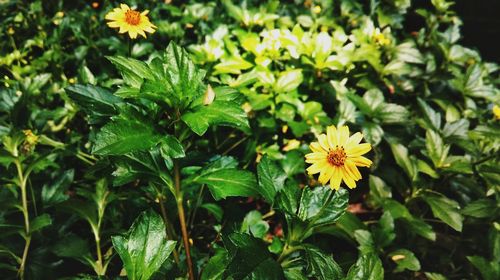 Close-up of yellow flowers blooming outdoors