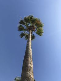 Low angle view of coconut palm tree against clear blue sky