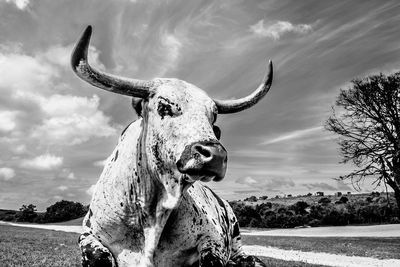 Close-up of animal skull on field against sky