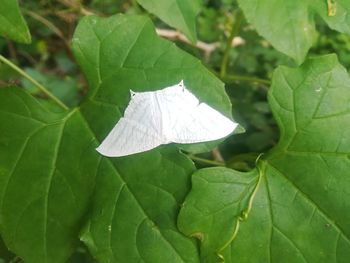 Close-up of leaf