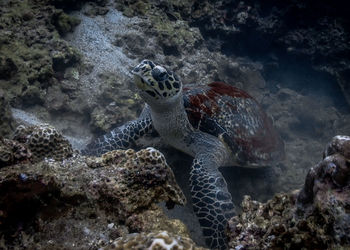 View of turtle in sea