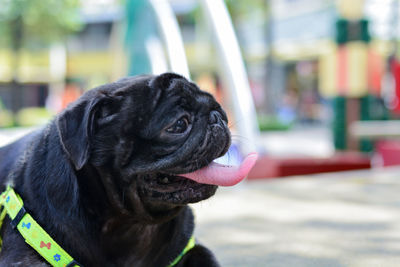 Close-up of a dog looking away