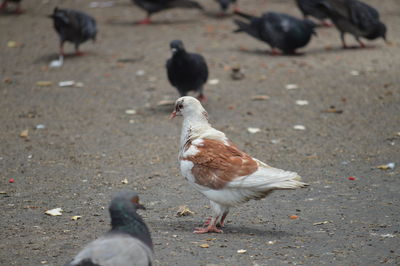 Bird Vertebrate