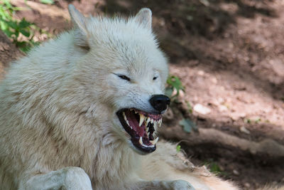 Close up of a white wolf baring its teeth