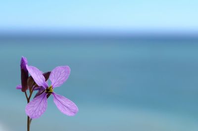 Close-up of water lily blooming against sky