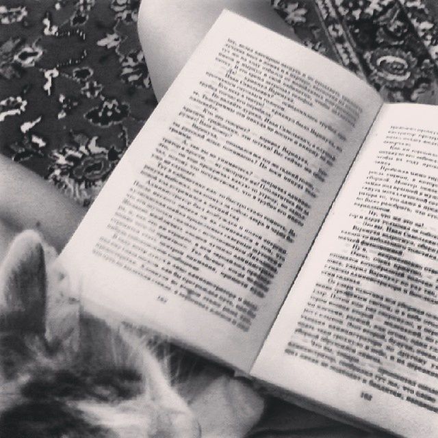 text, indoors, communication, book, high angle view, close-up, western script, education, part of, paper, cropped, domestic cat, selective focus, no people, relaxation, table, person, day, wireless technology