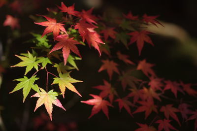 Close-up of maple leaves