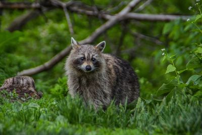 Portrait of an animal on field