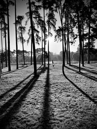 Silhouette trees on land against sky