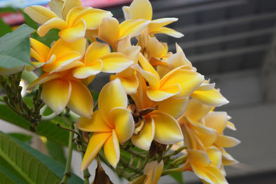 Close-up of yellow flowering plant