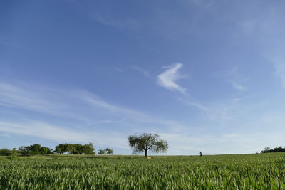 Scenic view of agricultural field against sky