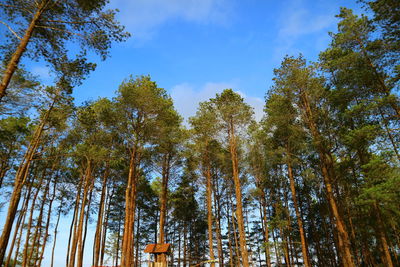 Low angle view of trees in forest against sky