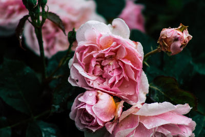 Close-up of pink roses