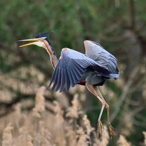 Close-up of heron flying