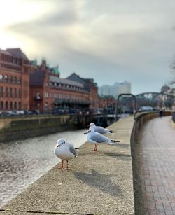 Seagull perching on retaining wall in city