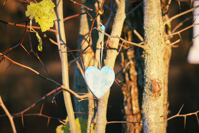 Close-up of heart shape hanging on tree