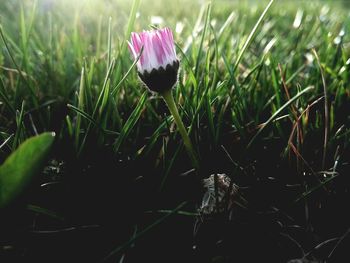 Close-up of purple crocus flowers on field