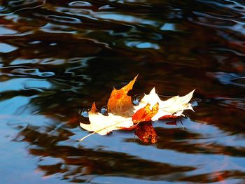 Close-up of leaves floating on water