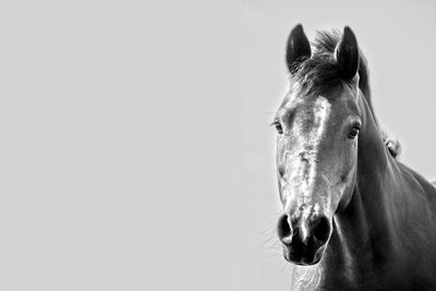 Portrait of horse against clear sky