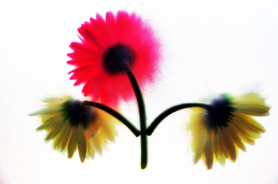 Close-up of flowering plant against white background