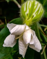 Close-up of white flowering plant