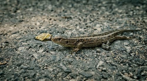 Close-up of lizard on rock
