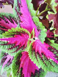 Full frame shot of pink leaves