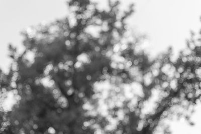 Defocused image of tree