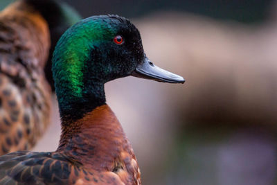 Close-up of bird