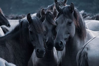 Close-up of horses in ranch