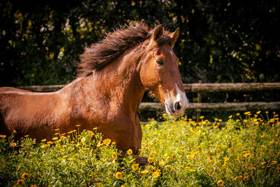 Horse galloping on field, between flowers, looking cute and happy.