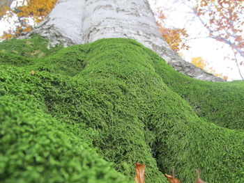 Close-up of plants