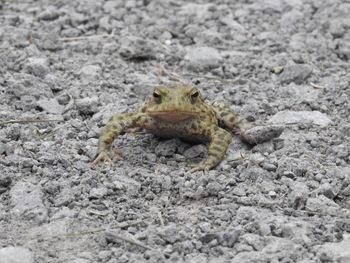 Close-up of lizard